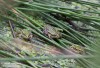 skokan krátkonohý (Obojživelníci), Pelophylax lessonae (Amphibia)